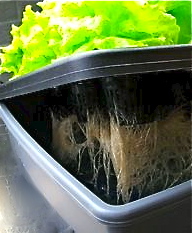 hydroponic--grow-system